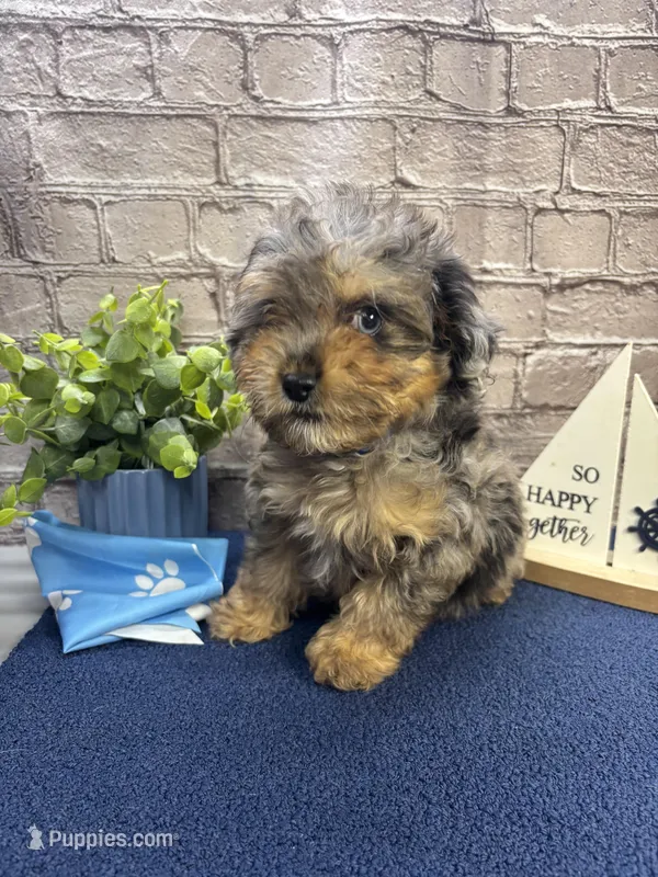 Bluies male – Miniature Aussiedoodle puppy for sale in Jacksonville, TX