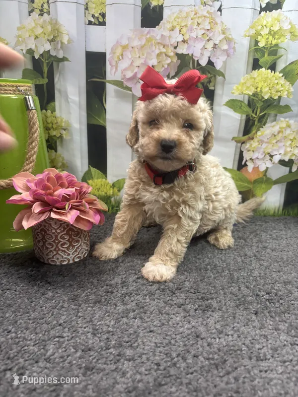 Anna's girl (red) – Poochon puppy for sale in Jacksonville, TX