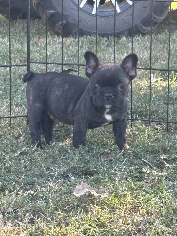 Cami's male (Black) AKC – French Bulldog puppy for sale in Jacksonville, TX