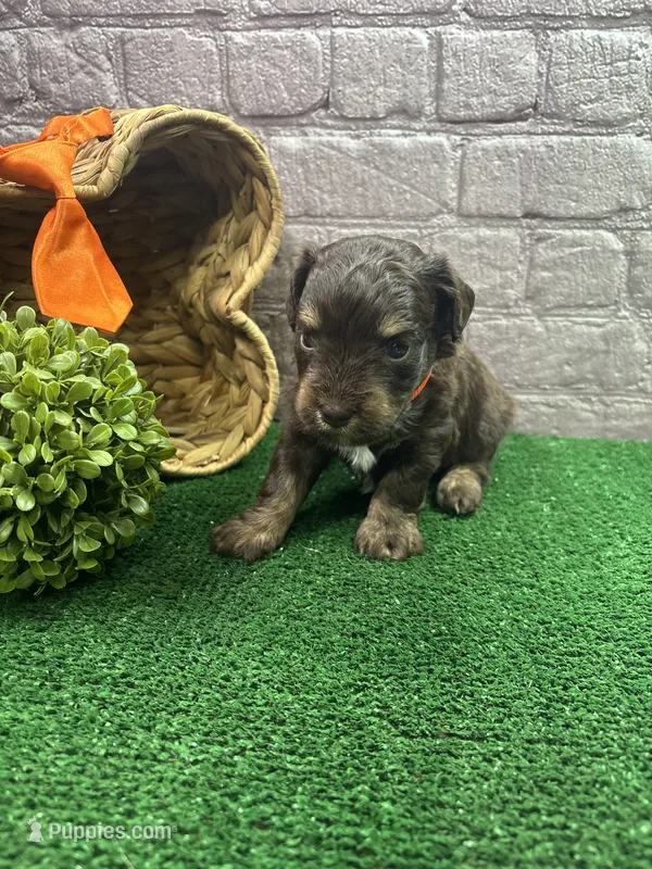 Dawn's male (orange) – Miniature Aussiedoodle puppy for sale in Jacksonville, TX