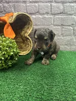 Dawn's male (orange), a male Miniature Aussiedoodle for sale in Jacksonville, TX – 1 of 2