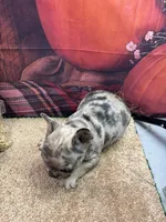 Nala's girl, a female French Bulldog for sale in Jacksonville, TX – 2 of 4