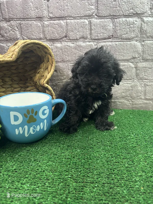 Elsa's male (blue) – Poochon puppy for sale in Jacksonville, TX