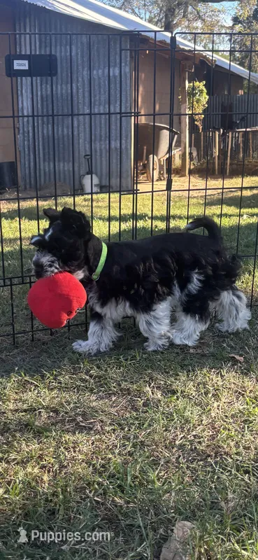 River's boy (green) – Miniature Schnauzer puppy for sale in Jacksonville, TX