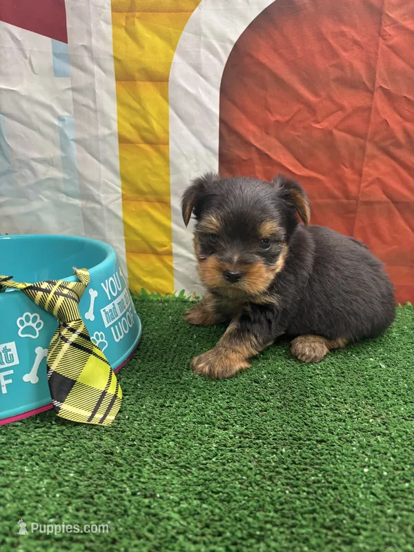 Charolette male (green) – Yorkshire Terrier puppy for sale in Jacksonville, TX