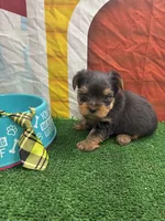 Charolette male (green), a male Yorkshire Terrier for sale in Jacksonville, TX – 1 of 2