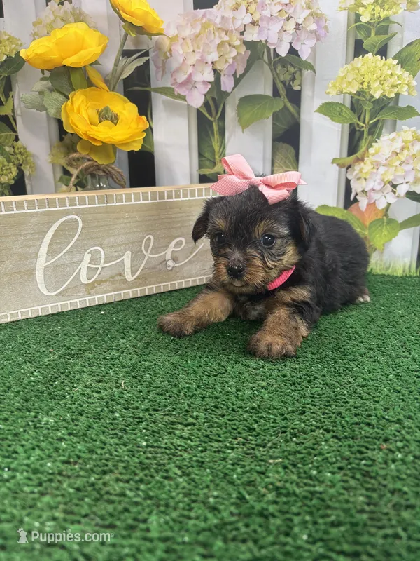 Phoebe's girl, a female Yorkshire Terrier for sale in Jacksonville, TX – Photo 1 of 2