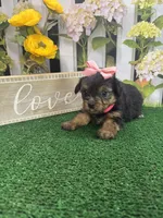 Phoebe's girl, a female Yorkshire Terrier for sale in Jacksonville, TX – Photo 1 of 2