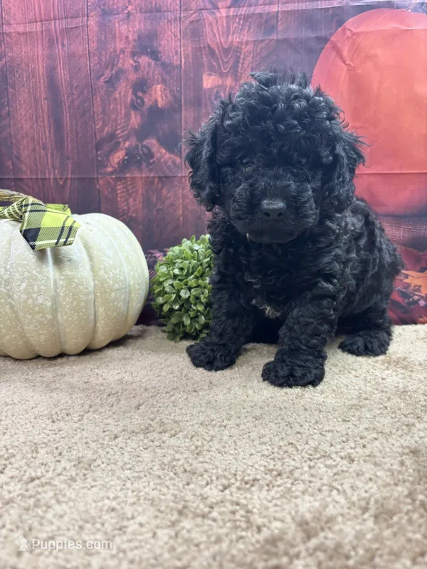 Paisley's boy (green) – Poodle - Miniature  puppy for sale in Jacksonville, TX