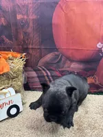Cami's male (Black), a male French Bulldog for sale in Jacksonville, TX – 3 of 3