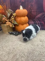 River's boy (black), a male Miniature Schnauzer for sale in Jacksonville, TX – 1 of 1