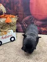Cami's male (Black), a male French Bulldog for sale in Jacksonville, TX – 2 of 3