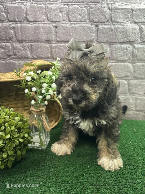 Elsa's girl (gray) – Poochon puppy for sale in Jacksonville, TX