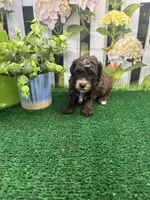 Bambi’s male (chocolate), a male Poodle - Miniature  for sale in Jacksonville, TX – 2 of 3