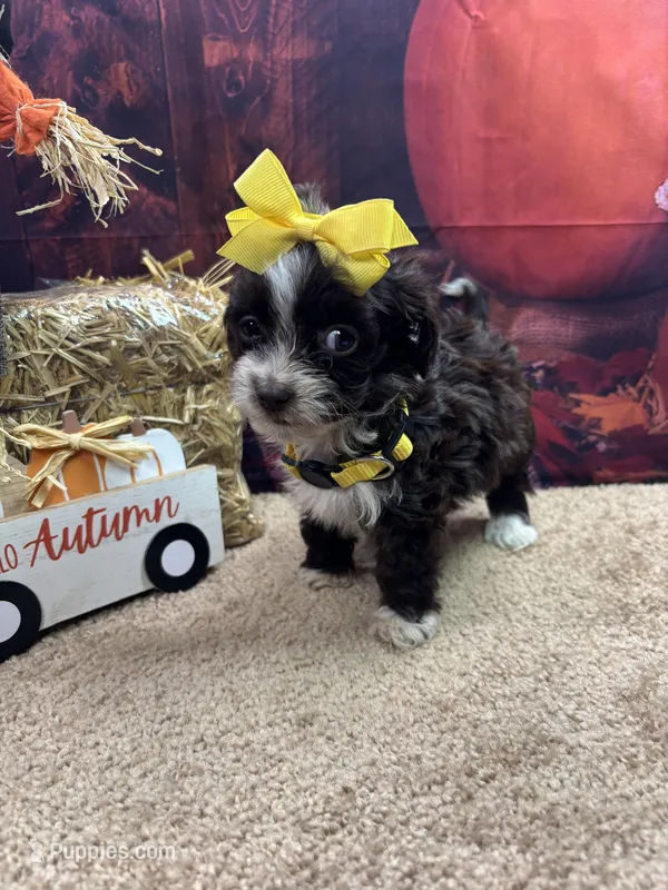 Bluie's girl (yellow) – Miniature Aussiedoodle puppy for sale in Jacksonville, TX