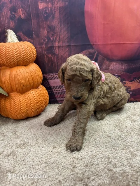 Little Ann's girl (Pink) – Poodle - Standard  puppy for sale in Jacksonville, TX