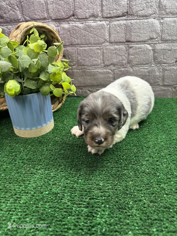 Tallulah's male – Miniature Dachshund puppy for sale in Jacksonville, TX