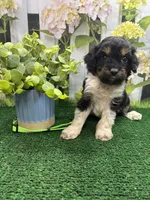 Jessey’s male (green), a female Cavapoo for sale in Jacksonville, TX – 2 of 2