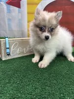 Dollys Parti male (blue), a male Pomeranian for sale in Jacksonville, TX – 2 of 7