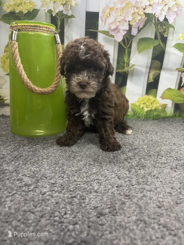 Bambi’s male (chocolate) – Poodle - Miniature  puppy for sale in Jacksonville, TX