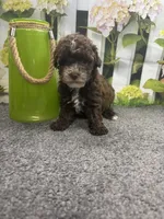 Bambi’s male (chocolate) AKC, a male Poodle - Miniature  for sale in Jacksonville, TX – 1 of 4