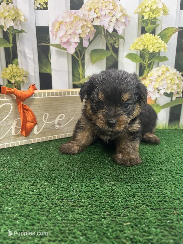 Phoebe's male (Orange) – Yorkshire Terrier puppy for sale in Jacksonville, TX