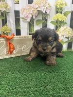 Phoebe's male (Orange), a male Yorkshire Terrier for sale in Jacksonville, TX – Photo 1 of 2