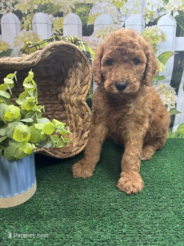 Harper's male (green) – Poodle - Standard  puppy for sale in Jacksonville, TX