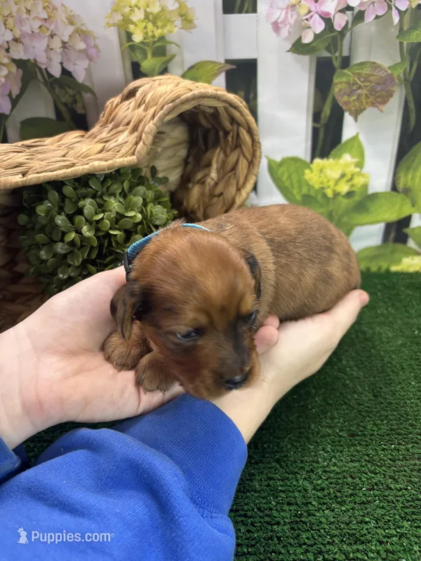 Piper's Male (blue) – Miniature Dachshund puppy for sale in Jacksonville, TX
