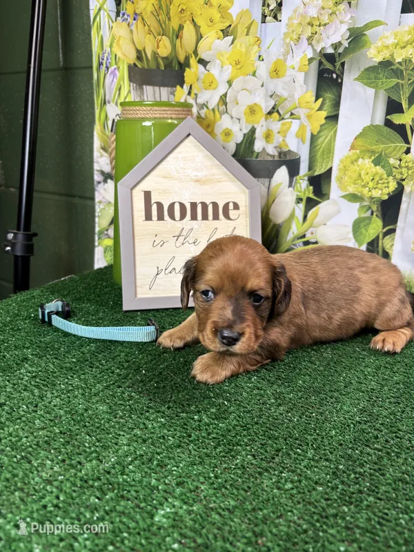Piper's Male (blue) – Miniature Dachshund puppy for sale in Jacksonville, TX
