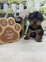 Ellie's male (white), a male Yorkshire Terrier for sale in Jacksonville, TX – 2 of 2