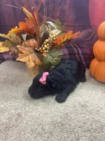 River's girl, a female Miniature Schnauzer for sale in Jacksonville, TX – 1 of 2