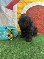 Elsa's male (green), a male Poochon for sale in Jacksonville, TX – 1 of 1