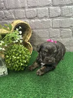 Dawn's girl (pink), a female Miniature Aussiedoodle for sale in Jacksonville, TX – 2 of 2