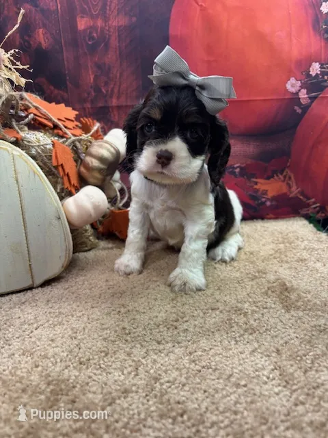Bunny's girl (gray) – Cocker Spaniel puppy for sale in Jacksonville, TX