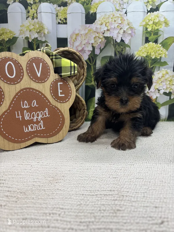 Ellie's male (green) – Yorkshire Terrier puppy for sale in Jacksonville, TX