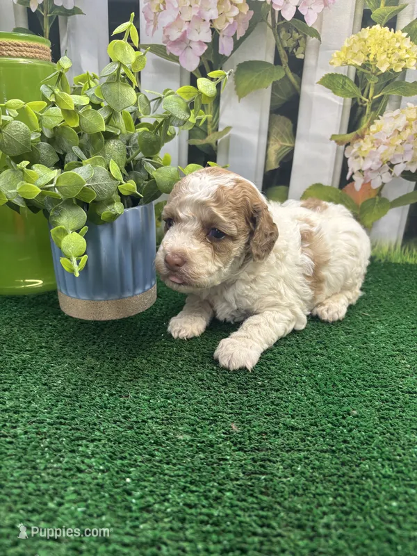 Bambi's male (parti) – Poodle - Miniature  puppy for sale in Jacksonville, TX