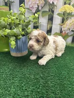 Bambi's male (parti) AKC, a male Poodle - Miniature  for sale in Jacksonville, TX – 2 of 4