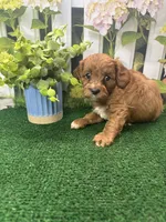 Beth's male, a male Cavapoo for sale in Jacksonville, TX – 1 of 2