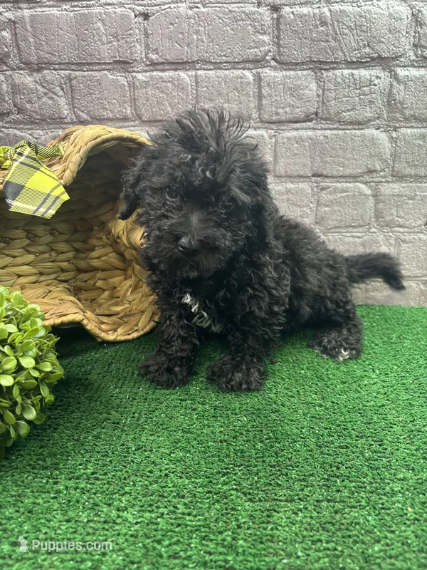 Elsa's male (green) – Poochon puppy for sale in Jacksonville, TX