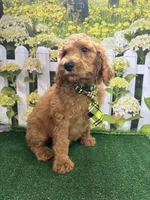 Little Ann's male (green), a male Poodle - Standard  for sale in Jacksonville, TX – Photo 2 of 3