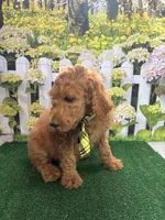 Little Ann's male (green), a male Poodle - Standard  for sale in Jacksonville, TX – Photo 3 of 3