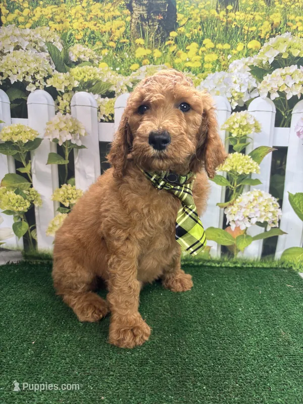 Little Ann's male (green) – Poodle - Standard  puppy for sale in Jacksonville, TX