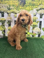 Little Ann's male (green), a male Poodle - Standard  for sale in Jacksonville, TX – Photo 1 of 3