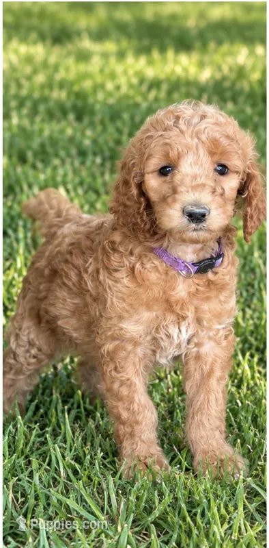 Maya's girl (purple) – Poodle - Standard  puppy for sale in Jacksonville, TX