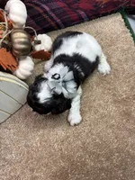 Bunny's girl (gray), a female Cocker Spaniel for sale in Jacksonville, TX – 2 of 2