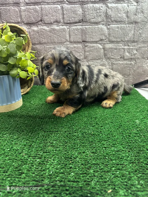 Cher’s male – Miniature Dachshund puppy for sale in Jacksonville, TX
