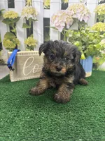 Phoebe's male (blue), a male Yorkshire Terrier for sale in Jacksonville, TX – Photo 1 of 2