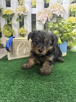 Phoebe's male (blue), a male Yorkshire Terrier for sale in Jacksonville, TX – Photo 2 of 2