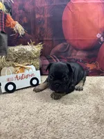 Nala's girl, a female French Bulldog for sale in Jacksonville, TX – 1 of 5